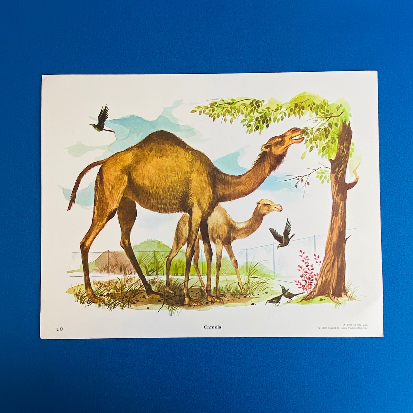 vintage prints for kids by cook publishing